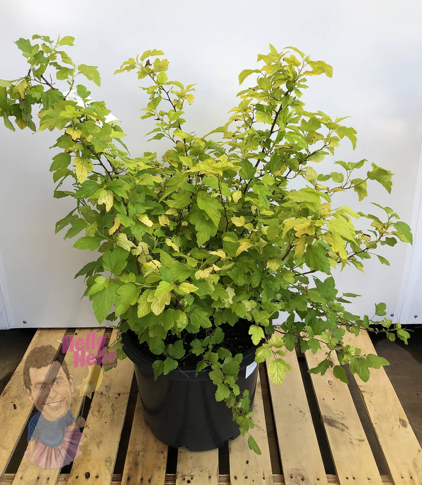 A Physocarpus 'Angel's Gold' Ninebark in a 13" pot, featuring vibrant green leaves, sits on a wooden pallet against a white background with a small paper cutout person and "Well Hello" sign attached.