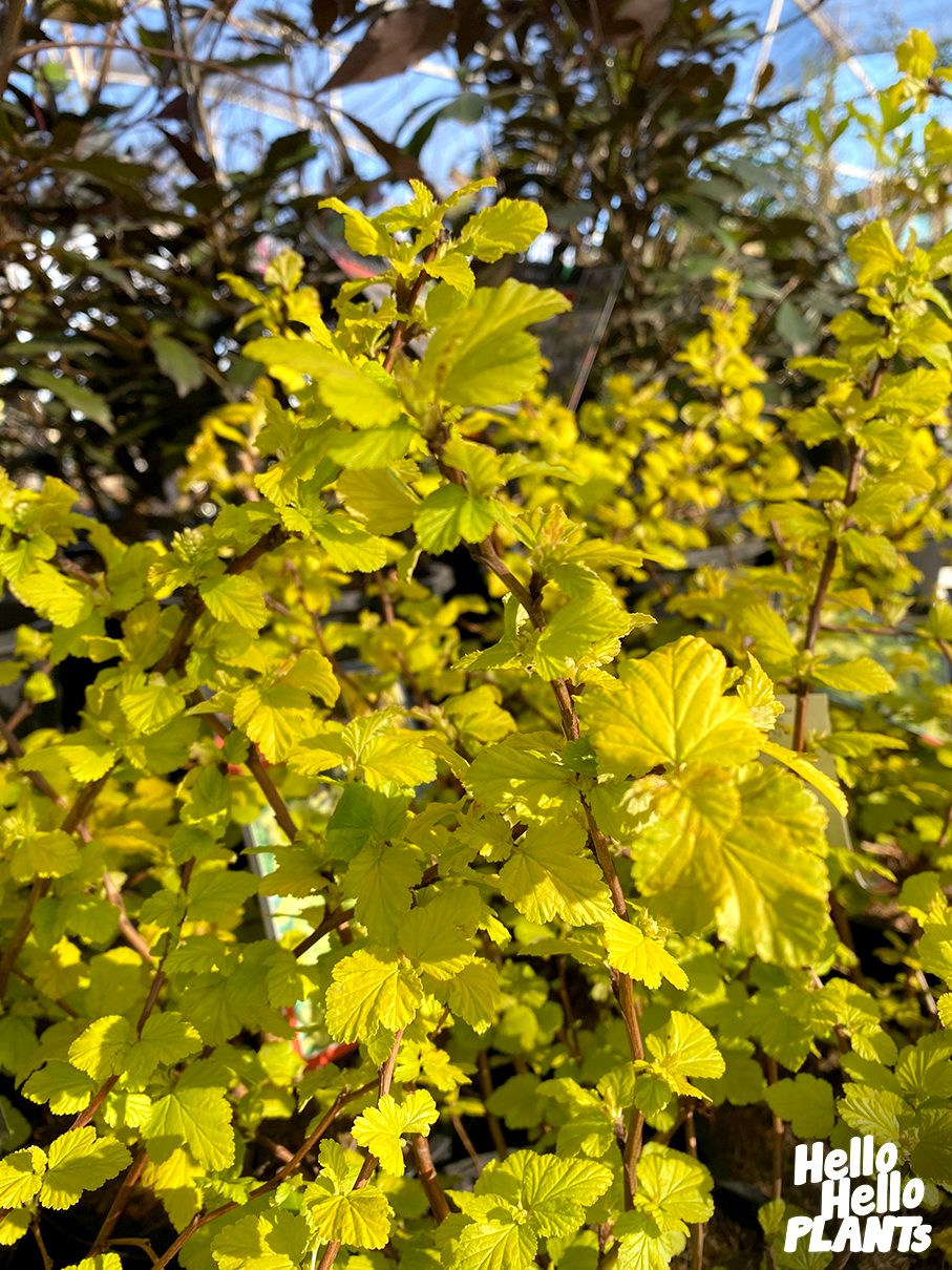 Physocarpus 'Angel's Gold' Ninebark 13" Pot - Image 4