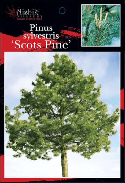 Image of a Pinus 'Scots Pine' from Nishiki Nursery, showcasing the full view of the tree with a close-up inset of its pine needles and cones.