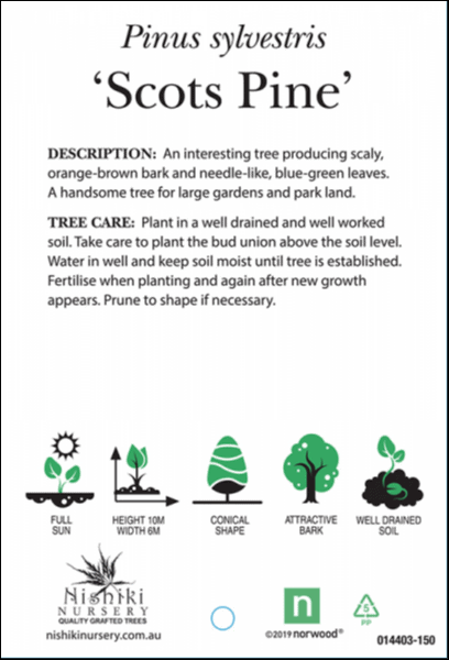 Label for the Pinus 'Scots Pine' tree (Pinus sylvestris) with details on description, tree care, and characteristics including soil type, height, and shape. Icons representing full sun, height, conical shape, etc., are also displayed.