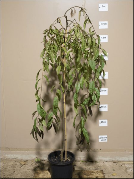 An indoor potted Prunus persica 'Crimson Cascade' Weeping Peach 1.8m Standard 13" Pot with drooping leaves is placed against a beige wall, featuring height measurements from ground level to 2 meters. The plant stands approximately 1.75 meters tall.