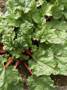 A Rhubarb 'Glaskins Perpetual' 6" Pot thrives in the garden, exhibiting large green leaves and reddish stalks, perfect for a 6" pot.