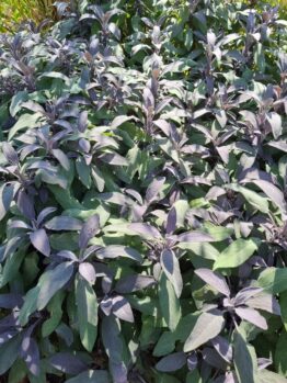 The Salvia 'Amistad' Sage, with its dense purple blooms and elongated leaves, thrives in sunlight. Perfectly suited for a 6" pot, it adds vibrant color to any garden or patio.