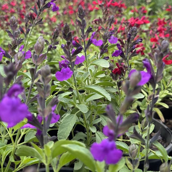 In a garden, the vibrant blooms of purple and red flowers, including lush greenery, create a picturesque scene. The air is filled with the serene scent of Salvia 'Amistad' Sage from its 6" pot.