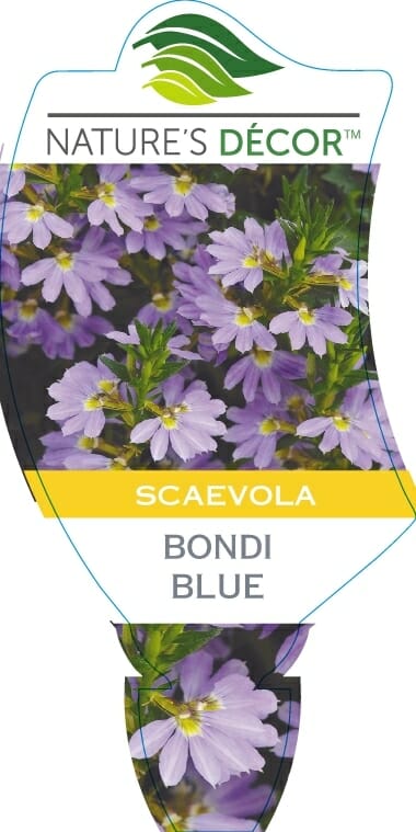 Image of a plant label for Scaevola Bondi™ 'Blue' 6" Pot, showcasing clusters of small, delicate purple flowers with yellow centers in a 6" pot.
