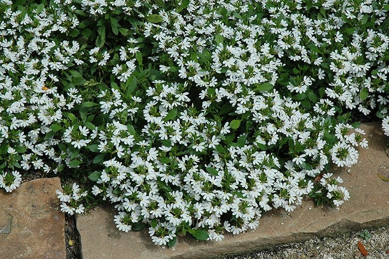 Ground covered with a dense cluster of small white daisies and green leaves, bordered by stone slabs, featuring Scaevola Bondi™ 'White' 6" Pot.