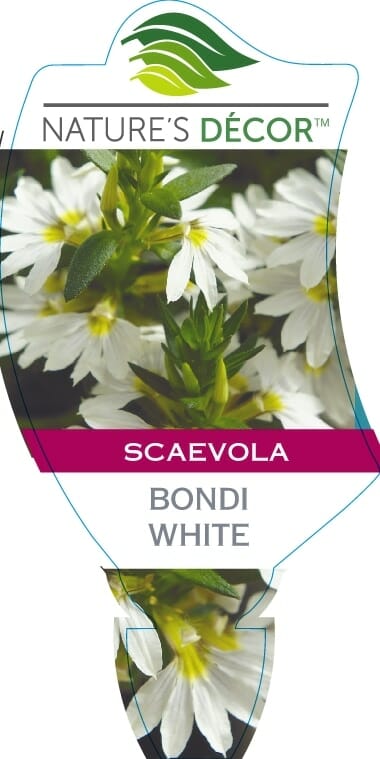 A plant label for "Scaevola Bondi™ 'White' 6" Pot," featuring an image of white flowers with green leaves in a 6" pot.