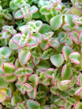 Close-up image of small green succulents with pink-edged leaves, resembling the delicate touch of a Sedum 'Little Missy Fairy Cushion' 6" Pot.