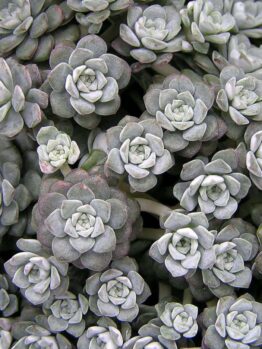 A close-up view of a dense cluster of small, tightly-packed, rosette-shaped Sedum Silver BLOB® 6" Pot plants with a grayish-green hue, elegantly presented in a 6" pot.