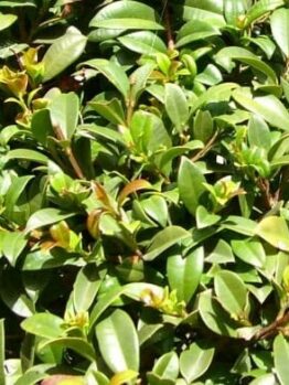 A close-up view of dense, green foliage with small, glossy leaves showing new light green and reddish growth, typical of the Syzygium 'Select Form' Lilly Pilly 6" Pot.
