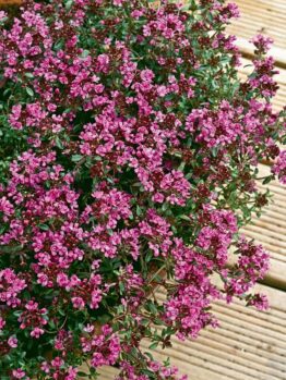A close-up view of a Thymus 'Crimson Creeping Thyme' 6" Pot with numerous small, vibrant pink flowers, set against a background of wooden planks.