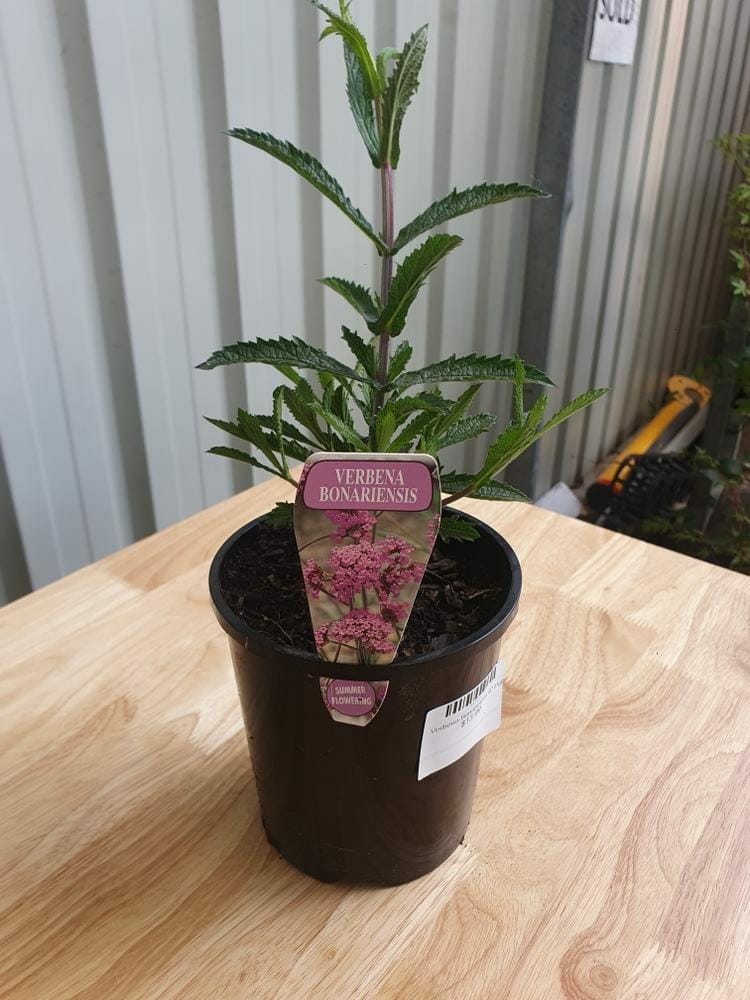 Potted Verbena 'Bonariensis' 6" Pot with a label displaying its name and an image of the fully grown plant. The pot has a barcode sticker. Background shows a corrugated metal wall and some outdoor items.