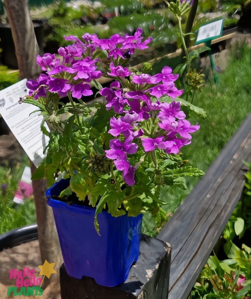 The Verbena 'Deep Purple' 4" Pot blooms vibrantly on a wooden ledge, surrounded by lush greenery and labeled plant markers.