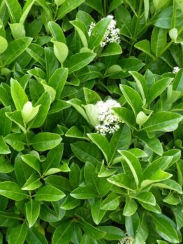 Lush green Viburnum 'Awabuki' shrub with glossy leaves and small white flowers in bloom.