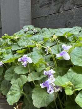 Cluster of purple and white violets with green leaves grow by a dark wooden fence beside a pavement, under the graceful branches of a Lagerstroemia 'Enduring Summer Red' Crape Myrtle 8" Pot.