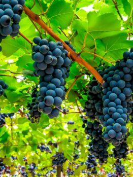 Clusters of ripe purple grapes hang from vine trellises with bright green leaves, while the delicate Gaura BELLEZA® 'Dark Pink' Butterfly Bush blooms add a touch of elegance nearby.