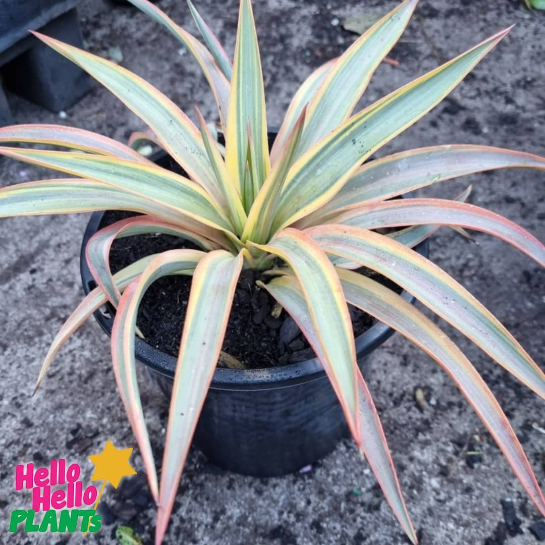 Yucca 'Citrus Twist' 8" Pot - Image 2