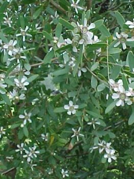 The Leptospermum 'Coastal Tea Tree' features green foliage accented by a multitude of small white flowers.