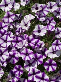 A vibrant mass of Petunia Supertunia® 'Violet Charm' in full bloom showcases a star pattern with purple and white hues, set against lush green leaves.