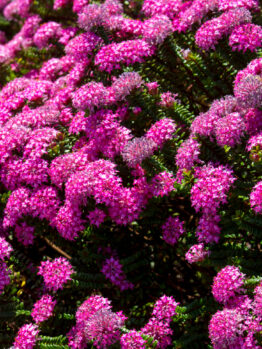Pimelea 'Sunset Blush' Rice flower in a 7" pot features dense clusters of small, bright pink blossoms atop green foliage, creating a vibrant and lush display in natural sunlight.