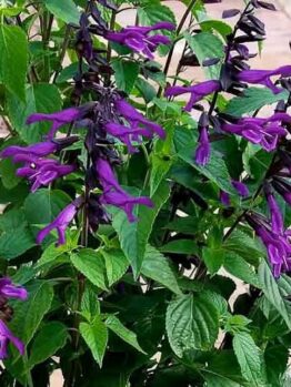 A cluster of green leaves and purple flowers with elongated petals, growing on tall stems, this Salvia 'Amistad' Sage 6" Pot adds a vibrant touch to any garden.