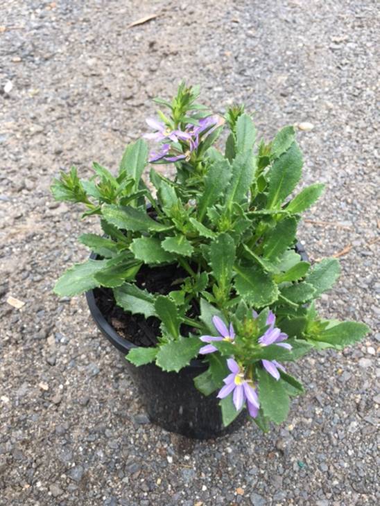 A Scaevola Bondi™ 'Blue' plant in a 6" black plastic pot sits on gravel.
