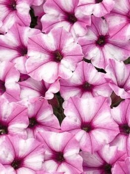Cluster of Petunia Supertunia® 'Pink Star' 6" Pot with white accents on their petals, creating a vibrant and colorful display.