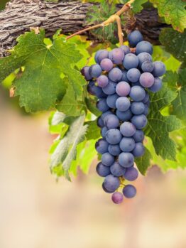 A bunch of dark pink grapes hangs from a vine with lush green leaves, resembling the vibrant hues of the Gaura BELLEZA® 'Dark Pink' Butterfly Bush.