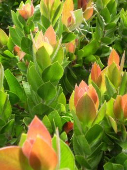 Close-up of vibrant green leaves with young red-tipped shoots from the Callistemon 'Red Rover™', clustered together in a lush, dense formation, ideal for display in a 6" pot.