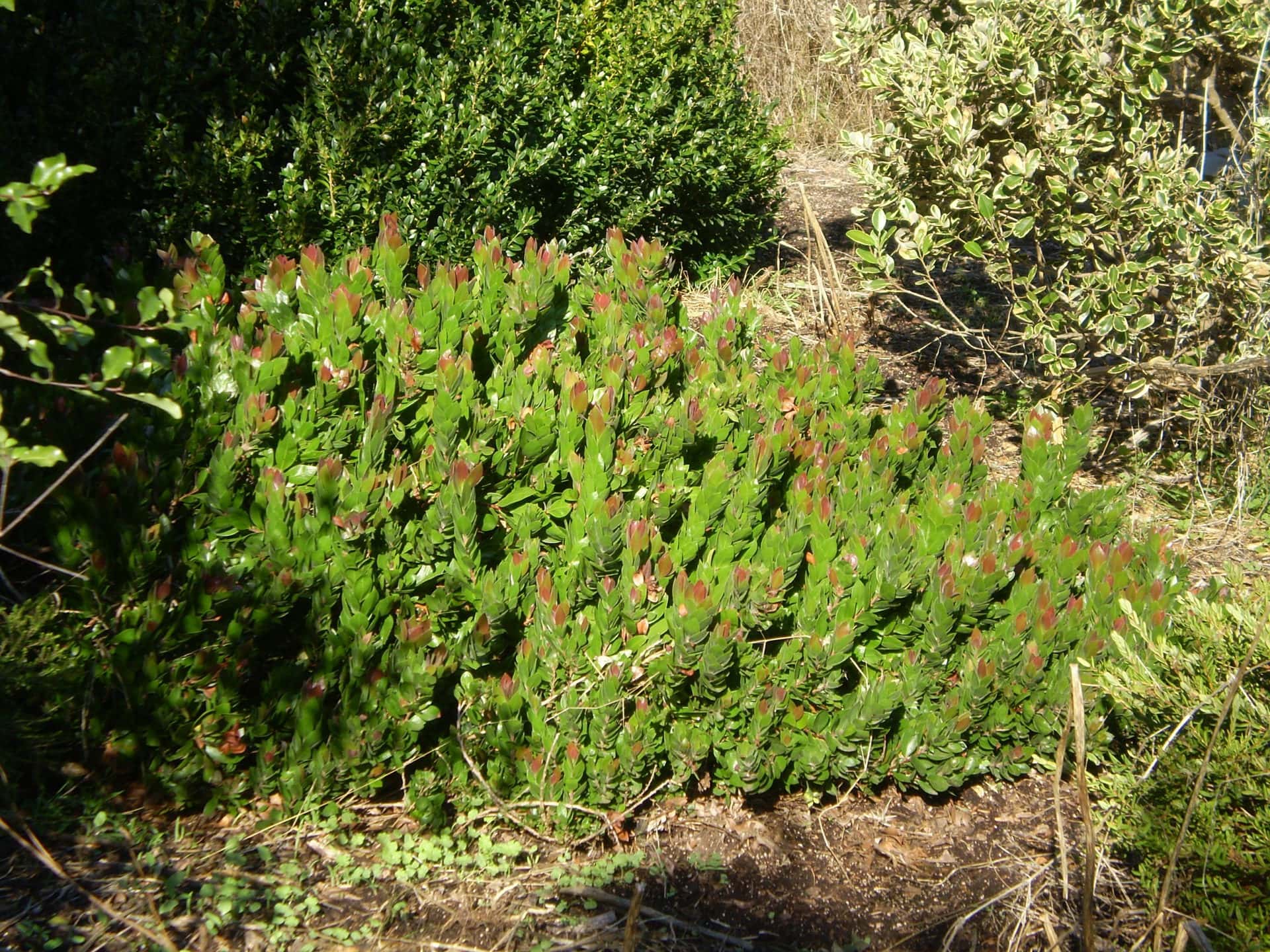The Callistemon 'Red Rover™' shrub flourishes in the garden, showcasing dense green leaves with vibrant reddish tips, and is housed nicely in a 6" pot.