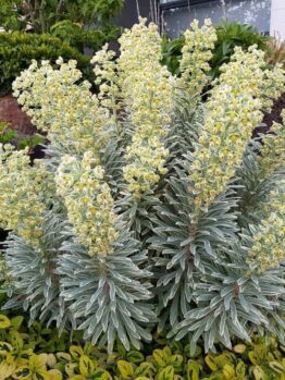 A dense shrub, known as Euphorbia 'Silver Swan' 6" Pot, with numerous green leaves and clusters of small pale yellow flowers grows in a garden bed surrounded by various other plants and mulch. This variety, often found in a 6" pot, adds a unique touch to any landscape with its elegant presence.