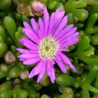 A close-up of a vibrant purple Disphyma crassifolium 'Hot Stuff' Pig Face flower with a white center, surrounded by green succulent leaves in a 6" pot.