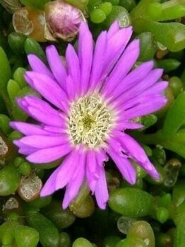 A close-up of a vibrant purple Disphyma crassifolium 'Hot Stuff' Pig Face flower with a white center, surrounded by green succulent leaves in a 6" pot.