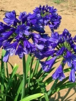 Close-up of Agapanthus 'Blue Thunder®' 6" Pot flowers, also known as African lilies, growing outdoors in a sunny area with a sandy ground.