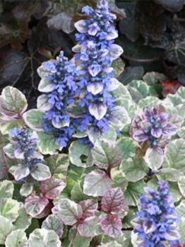 An Ajuga 'Burgundy Lace' 6" Pot features green, white, and pink variegated leaves with tall, spike-like clusters of small blue-purple flowers.