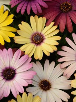 The Osteospermum 'Akila Canyon Mix' African Daisy features a range of daisy-like flowers in vibrant shades of yellow, pink, red, and white with dark centers.