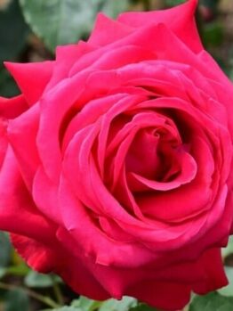 A close-up of a fully bloomed Rose 'Alec's Red®' 3ft Standard with visible petals and green leaves in the background.