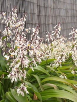 A cluster of white Arthropodium 'Te Puna' Rock Lily 6" Pot flowers with green leaves grows gracefully against the wooden fence backdrop of Te Puna.