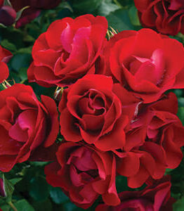 Rose ‘Black Forest’