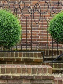 Two round Buxus 'English Box' (Standard) shrubs in 20" pots are placed on tiered brick steps in front of a brick wall and a decorative metal fence.