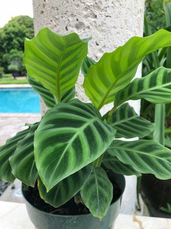 A Calathea 'Zebrina' 8" Pot, flaunting its dark and light green striped leaves, placed outdoors near a stone pillar with a swimming pool in the background.