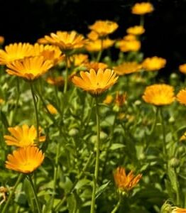 A field of bright yellow daisies with green stems and leaves, lit by sunlight, reminiscent of the vibrant hues found in a Calendula 'Orange Salad' 4" Pot.