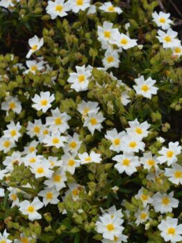 Cistus salviifolius Prostratus Sageleaf Rockrose prostrate creeping rockrose white flowers with yellow centres