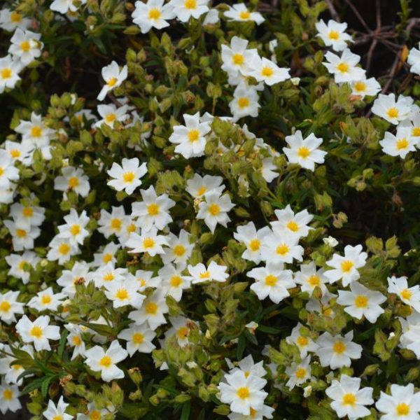 Cistus salviifolius Prostratus Sageleaf Rockrose prostrate creeping rockrose white flowers with yellow centres