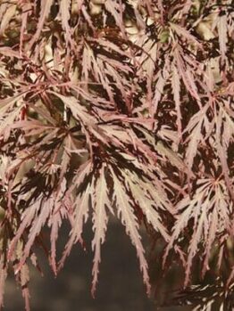 Close-up of the leaves of an Acer 'Crimson Wave' Japanese Maple 12" Pot, showcasing their delicate, serrated edges and crimson wave-like coloration.