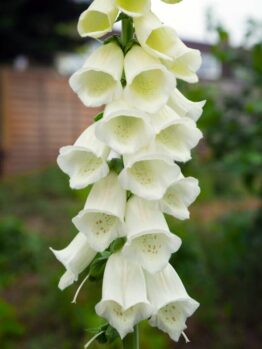 A tall stalk of Digitalis, or white foxgloves, with bell-shaped blossoms arranged in a vertical cluster, stands against a blurred garden background. Now available as Digitalis 'White Foxgloves' 3'' Pot.