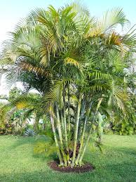 A bright green cluster of Dypsis 'Sugar Cane Palm' 12'' Pot stands on a grassy field, surrounded by landscaped greenery, flourishing in their 12'' pot.