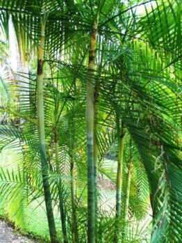 Tall, green, bamboo-like Dypsis 'Sugar Cane Palm' 12'' Pot with long, narrow leaves grow densely in an outdoor garden with visible grass and Dypsis plants in the background.