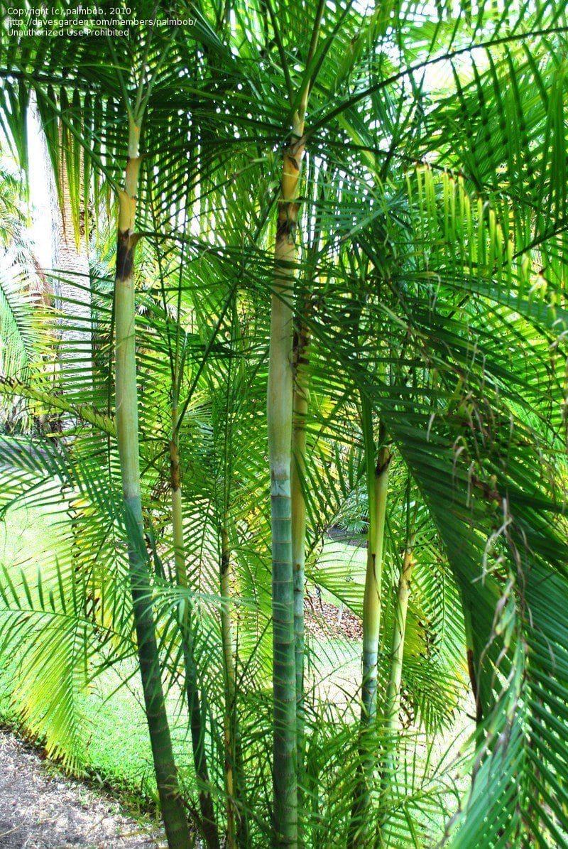 Tall, green, bamboo-like Dypsis 'Sugar Cane Palm' 12'' Pot with long, narrow leaves grow densely in an outdoor garden with visible grass and Dypsis plants in the background.