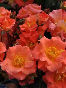 A cluster of vibrant Rose 'Firecracker' 2ft Standard in full bloom, their orange and pink petals with yellow centers glowing brilliantly, surrounded by lush green foliage.